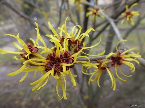 Vilín měkký - Hamamelis mollis