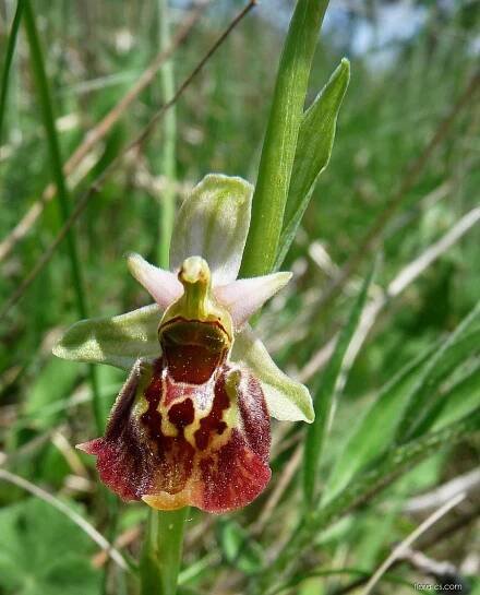 Atlas - fotogalerie: ophrys; květy, květenství 1