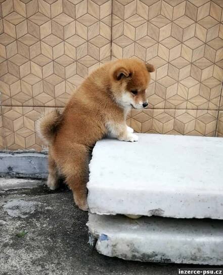 Shiba-Inu na prodej 