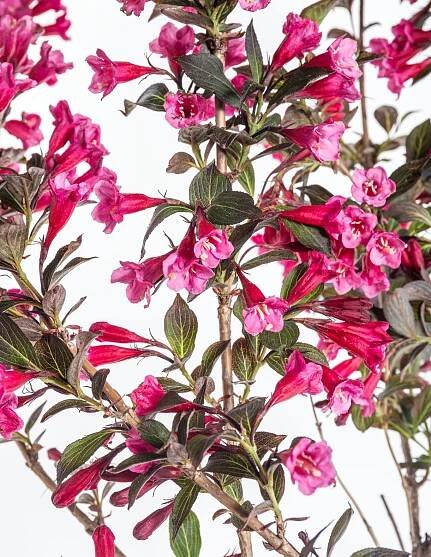 Vajgélie květnatá, Weigela florida Alexandra, skladem | ZAZUMi.cz