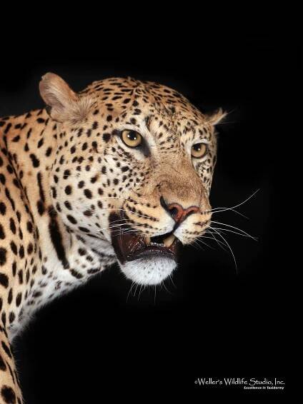 Wellers_Cats_Leopard_04032019_cu