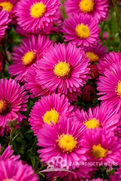 ASTRA PODZIMNÍ - ASTER DUMOSUS JENNY