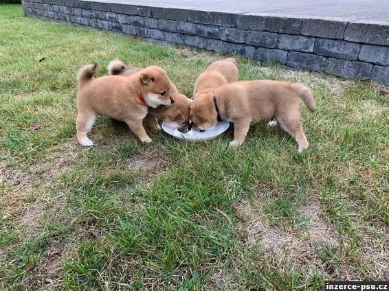 Prodám štěňátka Shiba Inu