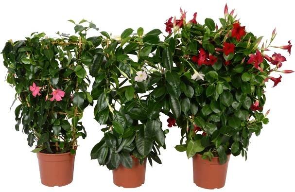 Dipladénie s oporou (Mandevilla sanderi), různé druhy, pr. květináče cca 17 cm nakoupit u OBI