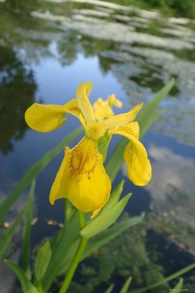 Kosatec žlutý (Iris pseudacorus)