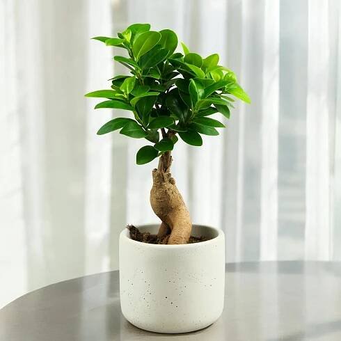 Drzewko bonsai - MikroKlimat