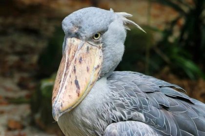 The bizarre shoebill bird