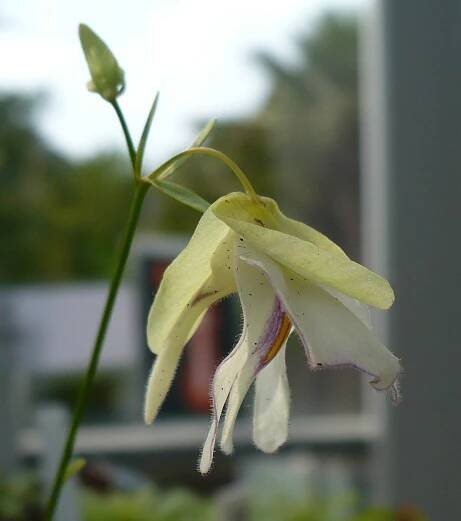 Utricularia asplundii