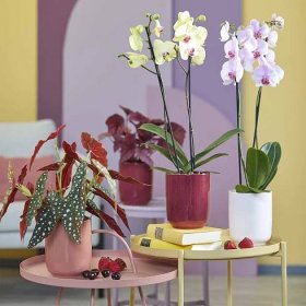 Elegantní keramické květináče na orchidej v moderních barvách pro vyniknutí květenství orchidejí.