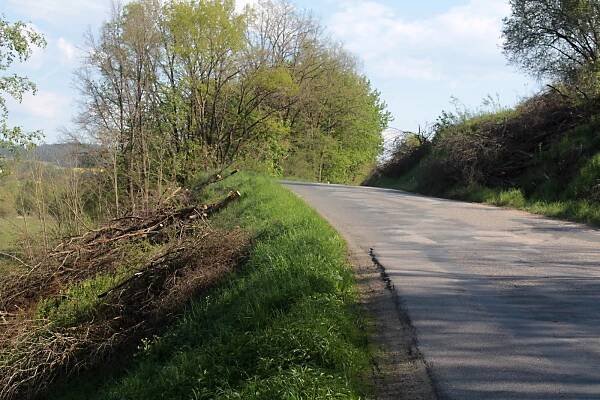 Kácení předznamenává změnu. Kraj za 330 milionů opraví silnici pod Blaníkem