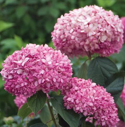 Hortenzia stromčekovitá - Hydrangea arborescens 'Pink Annabelle'