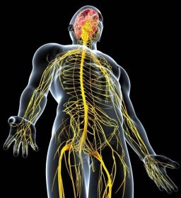 nervový systém anatomie mužského těla se zvýrazněným mozkem - centrální nervová soustava - stock snímky, obrázky a fotky