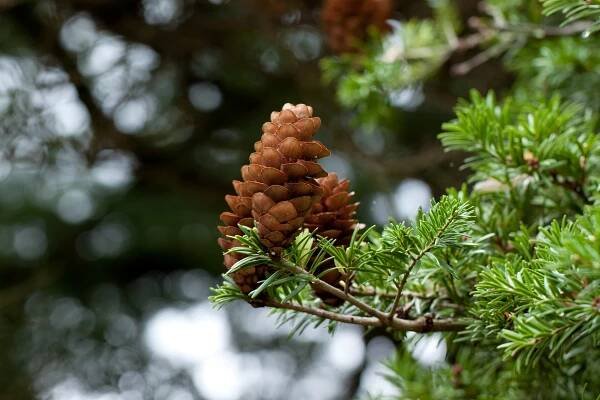 Soubor:Keteleeria davidiana var.formosana 1.jpg – Wikipedie