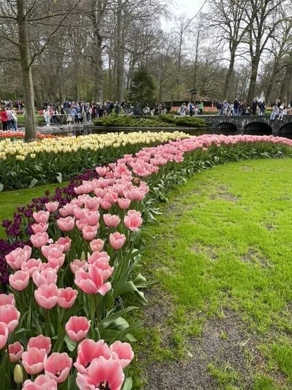 Keukenhof photos: park in bloom - Holland Explorer