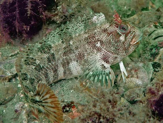 File:Tompot blenny.jpg
