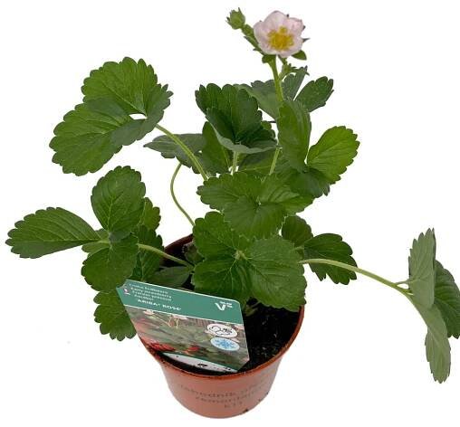 Sadba zeleniny a jahodníků | CZ-FLORA odbytové družstvo