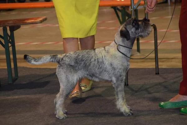 Argenta’s Briska Af Bottnia – Kennel Argenta