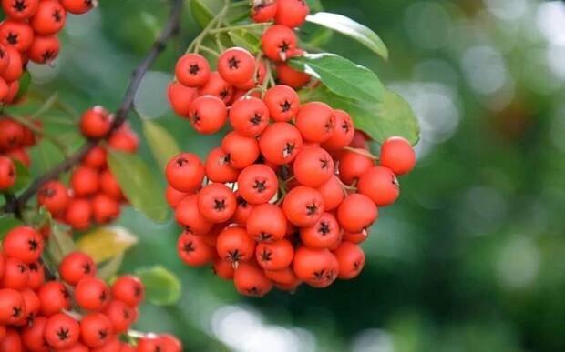 Jeřáb EDULIS červené ovoce IDEÁLNÍ NA ZAVAŘENINY sorbus ODOLNÁ