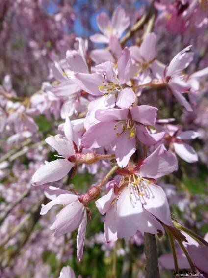 Třešeň chloupkatá - Prunus subhirtella Pendula Rubra, květy, květenství
