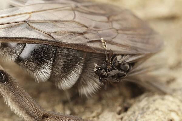 Fascinující řasníci | Pavel Krásenský | www.macrophotography.cz | makro workshopy, články a makrofotografie hmyzu, pavoukovců