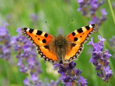 Fotografie a popis motýla kopřivky: jak hmyz vypadá a co jí, jak se vyvíjí?