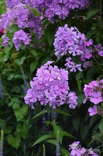 Phlox paniculata 'Amethyst' | Perenniculum