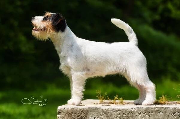 Odchovy - Jack Russell teriér Bohemia Point