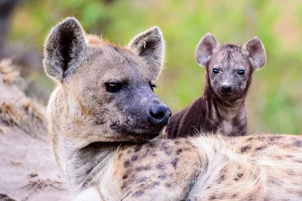 The female hyena has an 8-inch clitoris—plus more animal genital trivia