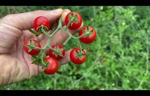 Rajče divoké Matt ́s Wild Cherry