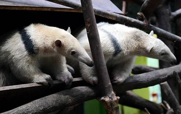 Malí mravenečníci jsou k vidění v expozici Zoo Olomouc. Jejich odchov je náročný