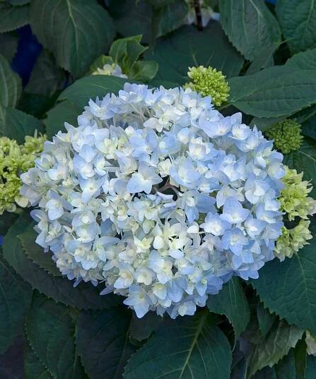 Hydrangea 'Endless Summer