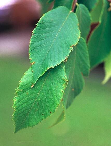 File:Ostrya virginiana1.jpg - Wikimedia Commons