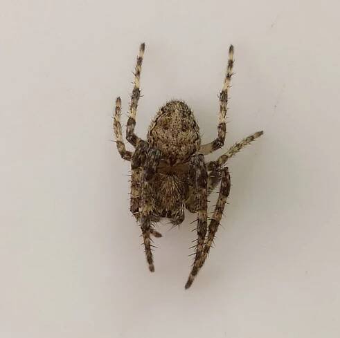 Soubor:Larinioides ixobolus.jpg – Wikipedie