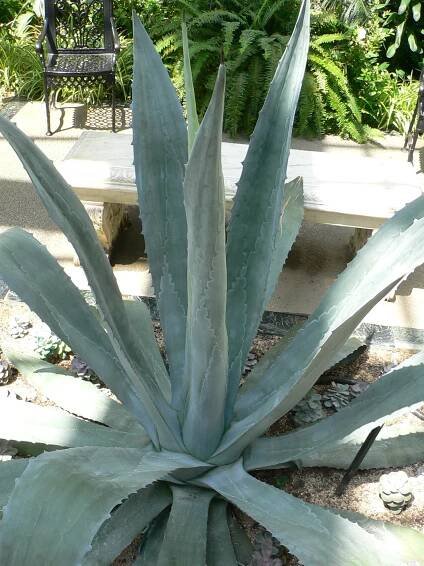 Soubor:Agave americana4.jpg – Wikipedie