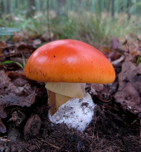 Obrázek - Amanita caesarea (muchomůrka císařka) | BioLib.cz