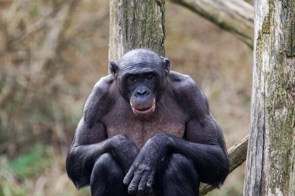 Bonobo, Pan paniscus Sitting on Wooden Structure in Natural Habitat. A bonobo sitting on a wooden structure with a natural background.