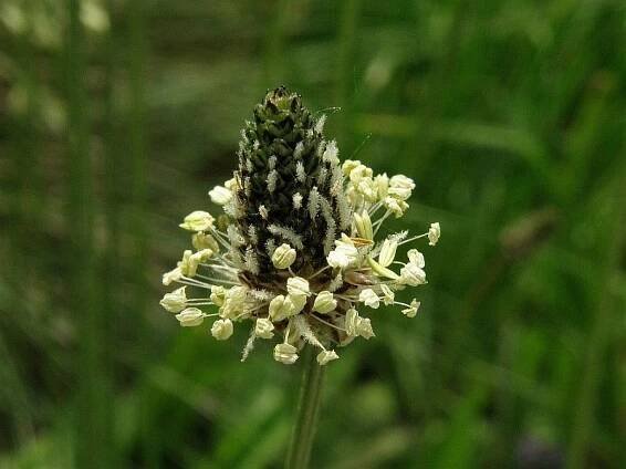 Plantago lanceolata - jitrocel kopinatý