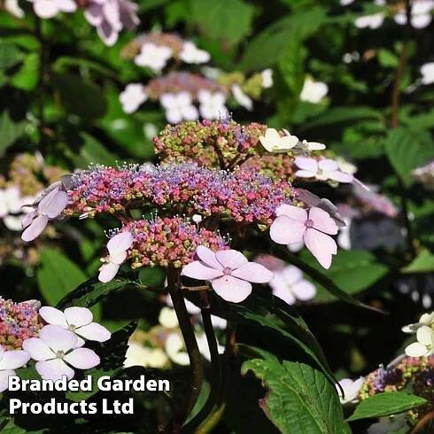Hydrangea serrata 'Bluebird' plants | Thompson & Morgan