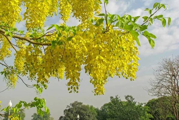 Cassia fistula - Acacia LLC