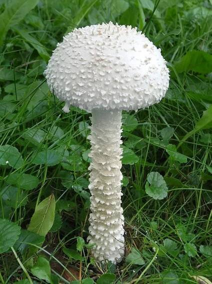 Muchomůrka Vittadiniho - Amanita vittadinii | www.ohoubach.cz