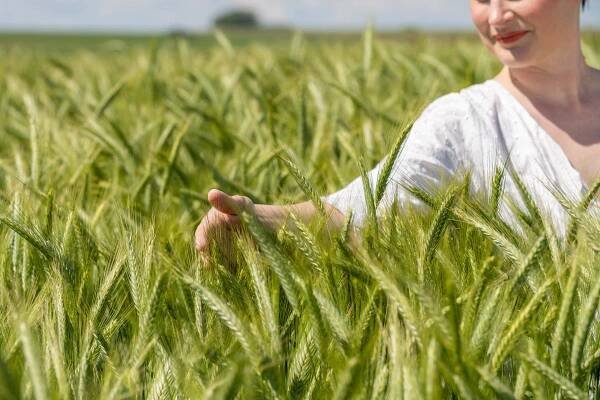Triticale - Poljinos