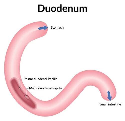 Duodenum Science Design Vector Illustration Diagram Stock vektor