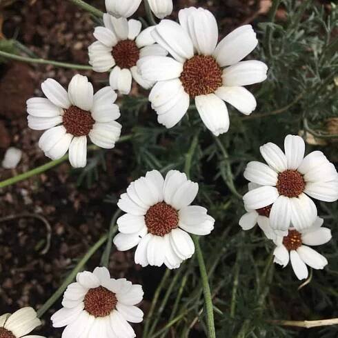 rhodanthemum-casablanca-large (1)
