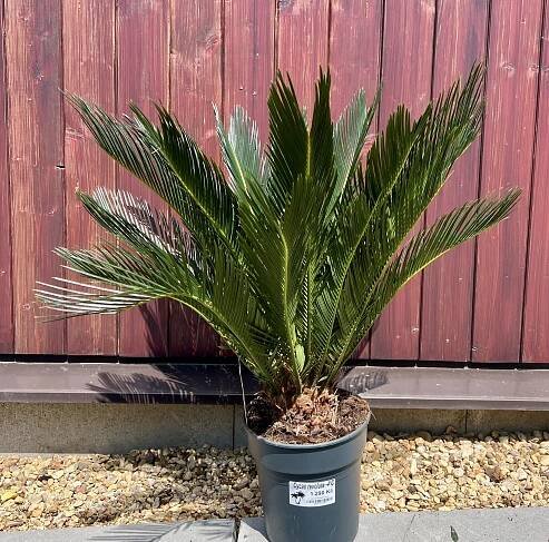 Cycas revoluta cca 50 cm