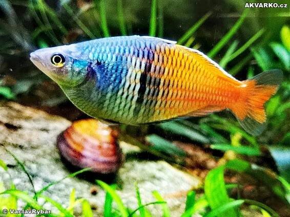 Aquarium Gavůnkov - AKVARKO.cz