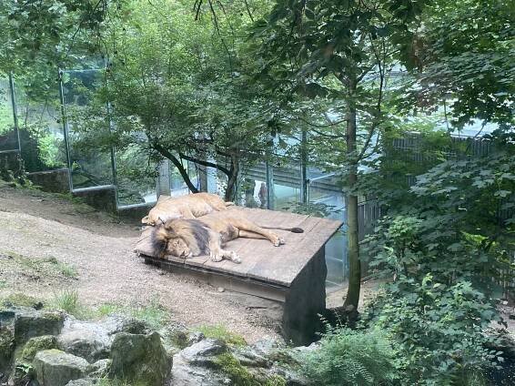 Školní výlet 1. tříd – ZOO Liberec – ZŠ Husitská Nová Paka