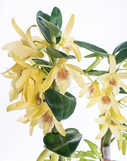 Orchidej Stromobytec, Dendrobium nobile, 2 výhony, žlutá | ZAZUMi.cz