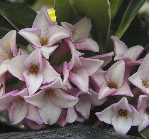Winter Daphne flower close up