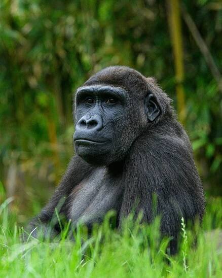 Základová fotografie na téma afrika, biodiverzity, biome, bujný, černá srst, charismatická megafauna, chráněných druhů