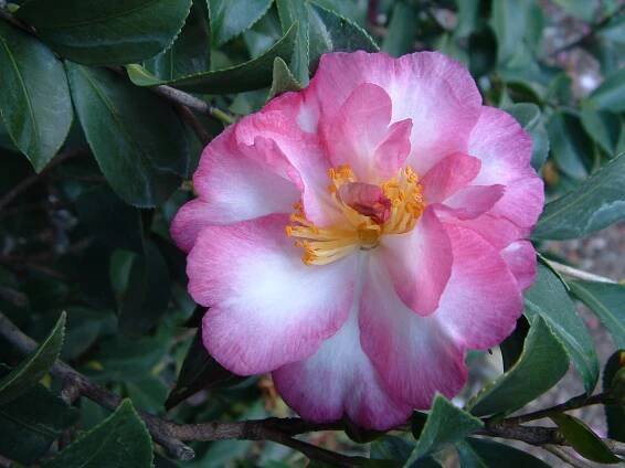 Camellia Listing – Camellia Glen Nursery